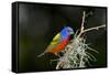USA, Florida, Immokalee, Painted Bunting Perched on Mossy Branch-Bernard Friel-Framed Stretched Canvas
