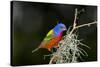 USA, Florida, Immokalee, Painted Bunting Perched on Mossy Branch-Bernard Friel-Stretched Canvas