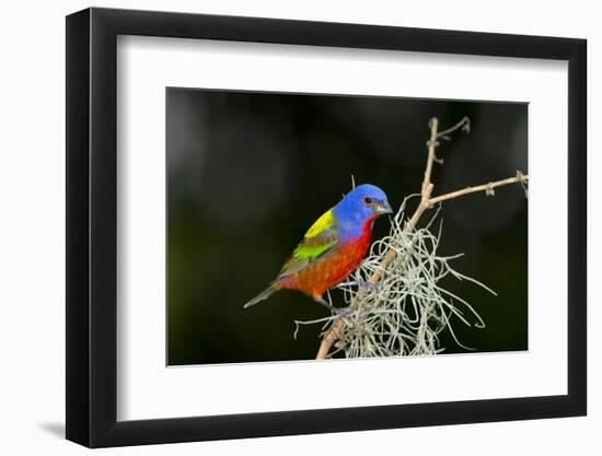 USA, Florida, Immokalee, Painted Bunting Perched on Mossy Branch-Bernard Friel-Framed Photographic Print