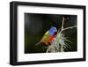 USA, Florida, Immokalee, Painted Bunting Perched on Mossy Branch-Bernard Friel-Framed Photographic Print