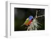 USA, Florida, Immokalee, Painted Bunting Perched on Mossy Branch-Bernard Friel-Framed Photographic Print