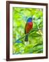 USA, Florida, Immokalee, Painted Bunting-Bernard Friel-Framed Photographic Print