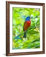 USA, Florida, Immokalee, Painted Bunting-Bernard Friel-Framed Photographic Print