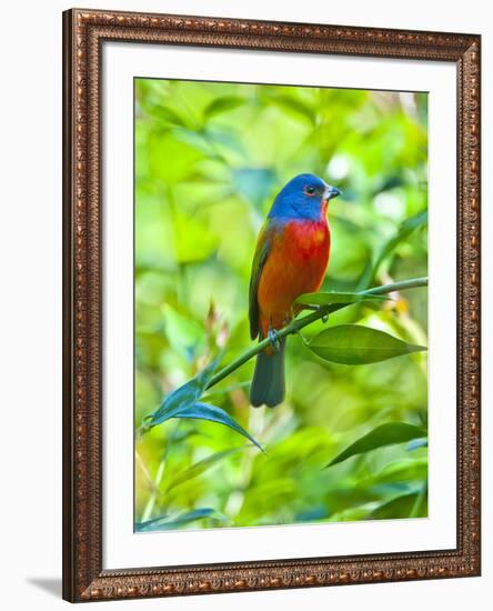 USA, Florida, Immokalee, Painted Bunting-Bernard Friel-Framed Photographic Print