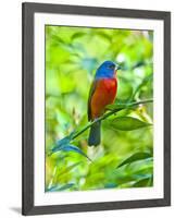 USA, Florida, Immokalee, Painted Bunting-Bernard Friel-Framed Photographic Print