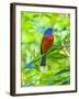 USA, Florida, Immokalee, Painted Bunting-Bernard Friel-Framed Photographic Print