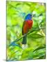 USA, Florida, Immokalee, Painted Bunting-Bernard Friel-Mounted Photographic Print