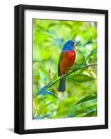 USA, Florida, Immokalee, Painted Bunting-Bernard Friel-Framed Photographic Print