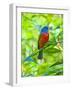 USA, Florida, Immokalee, Painted Bunting-Bernard Friel-Framed Photographic Print