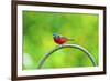 USA, Florida, Immokalee. Painted Bunting-Bernard Friel-Framed Photographic Print