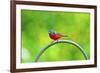 USA, Florida, Immokalee. Painted Bunting-Bernard Friel-Framed Photographic Print