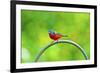 USA, Florida, Immokalee. Painted Bunting-Bernard Friel-Framed Photographic Print