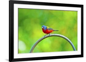 USA, Florida, Immokalee. Painted Bunting-Bernard Friel-Framed Premium Photographic Print