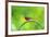 USA, Florida, Immokalee. Painted Bunting-Bernard Friel-Framed Premium Photographic Print