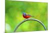 USA, Florida, Immokalee. Painted Bunting-Bernard Friel-Mounted Premium Photographic Print