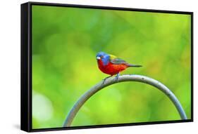 USA, Florida, Immokalee. Painted Bunting-Bernard Friel-Framed Stretched Canvas