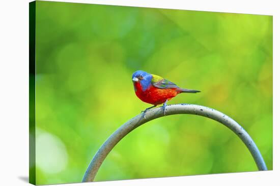 USA, Florida, Immokalee. Painted Bunting-Bernard Friel-Stretched Canvas