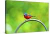 USA, Florida, Immokalee. Painted Bunting-Bernard Friel-Stretched Canvas