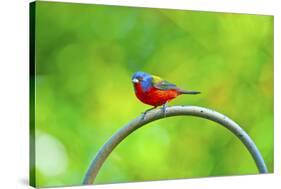 USA, Florida, Immokalee. Painted Bunting-Bernard Friel-Stretched Canvas