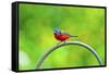 USA, Florida, Immokalee. Painted Bunting-Bernard Friel-Framed Stretched Canvas