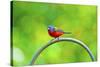 USA, Florida, Immokalee. Painted Bunting-Bernard Friel-Stretched Canvas