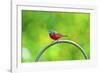 USA, Florida, Immokalee. Painted Bunting-Bernard Friel-Framed Photographic Print