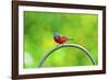 USA, Florida, Immokalee. Painted Bunting-Bernard Friel-Framed Photographic Print