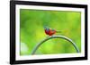 USA, Florida, Immokalee. Painted Bunting-Bernard Friel-Framed Photographic Print