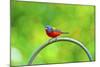 USA, Florida, Immokalee. Painted Bunting-Bernard Friel-Mounted Photographic Print