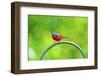 USA, Florida, Immokalee. Painted Bunting-Bernard Friel-Framed Photographic Print