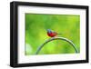 USA, Florida, Immokalee. Painted Bunting-Bernard Friel-Framed Photographic Print