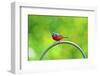 USA, Florida, Immokalee. Painted Bunting-Bernard Friel-Framed Photographic Print