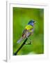 USA, Florida, Immokalee. Painted Bunting-Bernard Friel-Framed Photographic Print