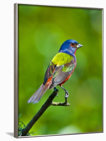 USA, Florida, Immokalee. Painted Bunting-Bernard Friel-Framed Photographic Print