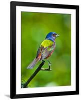 USA, Florida, Immokalee. Painted Bunting-Bernard Friel-Framed Photographic Print