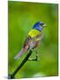 USA, Florida, Immokalee. Painted Bunting-Bernard Friel-Mounted Photographic Print