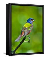 USA, Florida, Immokalee. Painted Bunting-Bernard Friel-Framed Stretched Canvas