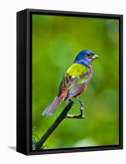 USA, Florida, Immokalee. Painted Bunting-Bernard Friel-Framed Stretched Canvas