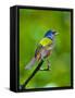 USA, Florida, Immokalee. Painted Bunting-Bernard Friel-Framed Stretched Canvas