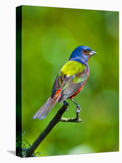 USA, Florida, Immokalee. Painted Bunting-Bernard Friel-Stretched Canvas