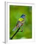 USA, Florida, Immokalee. Painted Bunting-Bernard Friel-Framed Photographic Print