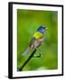 USA, Florida, Immokalee. Painted Bunting-Bernard Friel-Framed Photographic Print