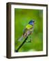 USA, Florida, Immokalee. Painted Bunting-Bernard Friel-Framed Photographic Print