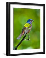 USA, Florida, Immokalee. Painted Bunting-Bernard Friel-Framed Photographic Print