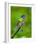 USA, Florida, Immokalee. Painted Bunting-Bernard Friel-Framed Photographic Print