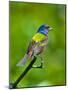 USA, Florida, Immokalee. Painted Bunting-Bernard Friel-Mounted Photographic Print