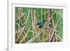 USA, Florida, Immokalee, Purple Gallinule-Bernard Friel-Framed Photographic Print