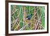 USA, Florida, Immokalee, Purple Gallinule-Bernard Friel-Framed Photographic Print