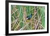 USA, Florida, Immokalee, Purple Gallinule-Bernard Friel-Framed Photographic Print