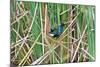 USA, Florida, Immokalee, Purple Gallinule-Bernard Friel-Mounted Photographic Print